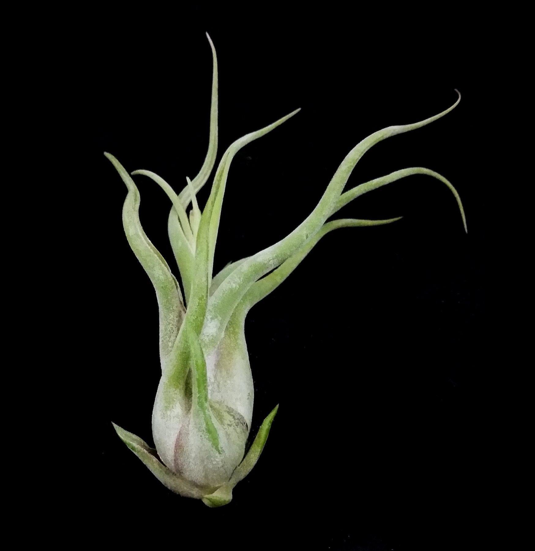 Tillandsia Caput Medusae Air Plant - Unique Live Tillandsia for Home Decor, Terrariums & Office Spaces