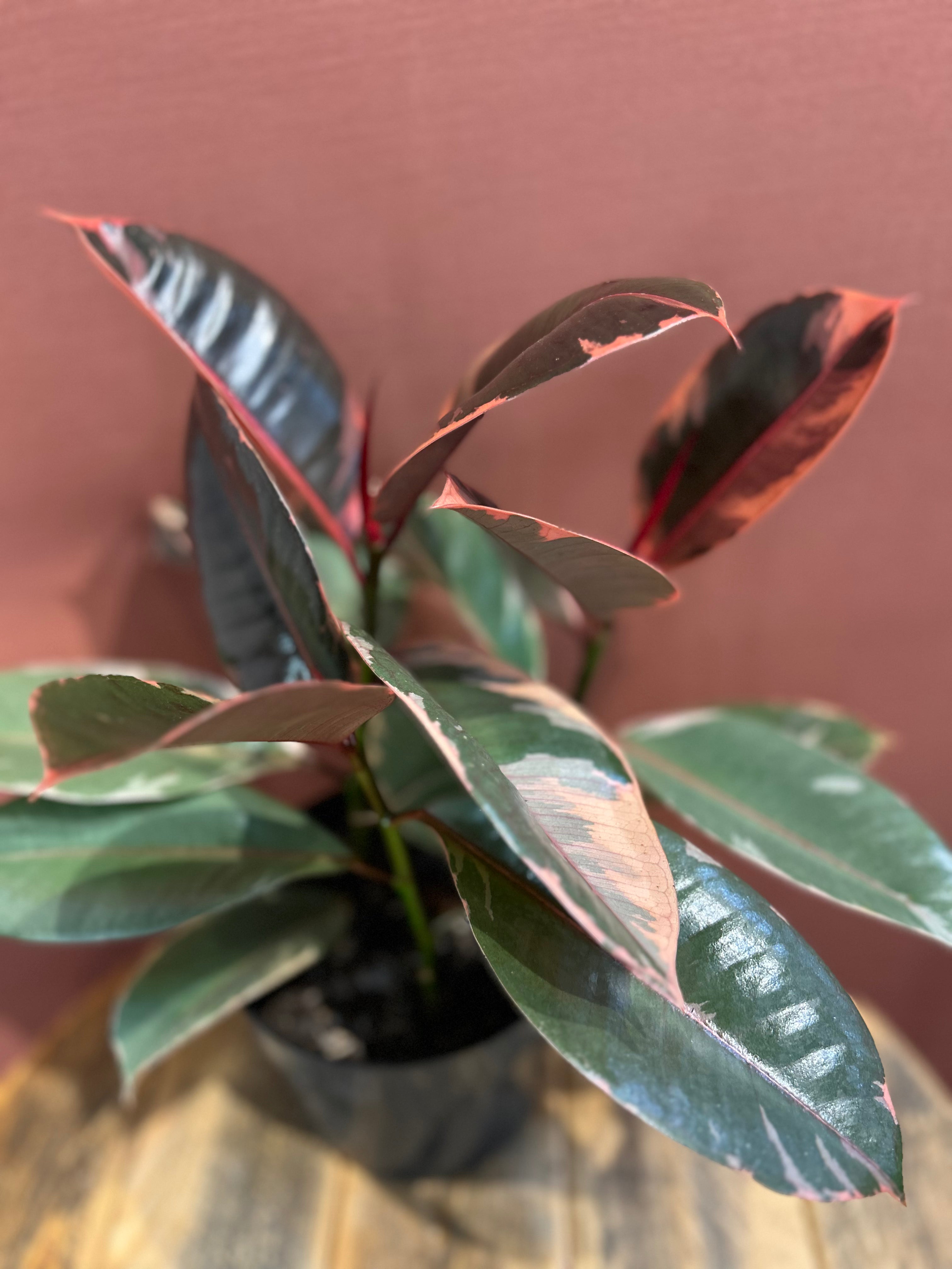 Ficus Elastica Rubber Tree - Medium Size Indoor Plant for Home & Office Decor - Perfect for Living Room, Bedroom, or Workspace