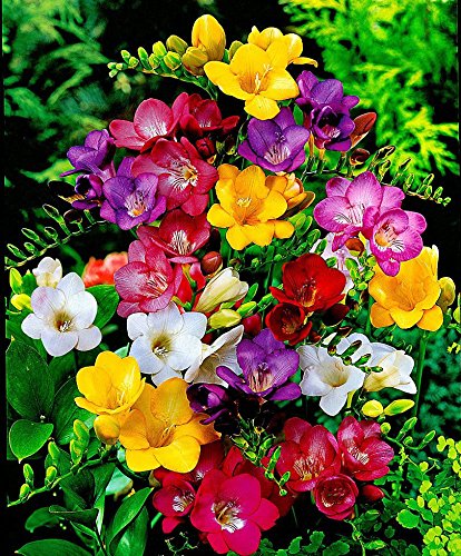 10 Freesia Mix Flower Bulbs - Fragrant Perennial Blooms for Late Summer Gardens | Perfect for Borders, Containers & Cut Flower Arrangements