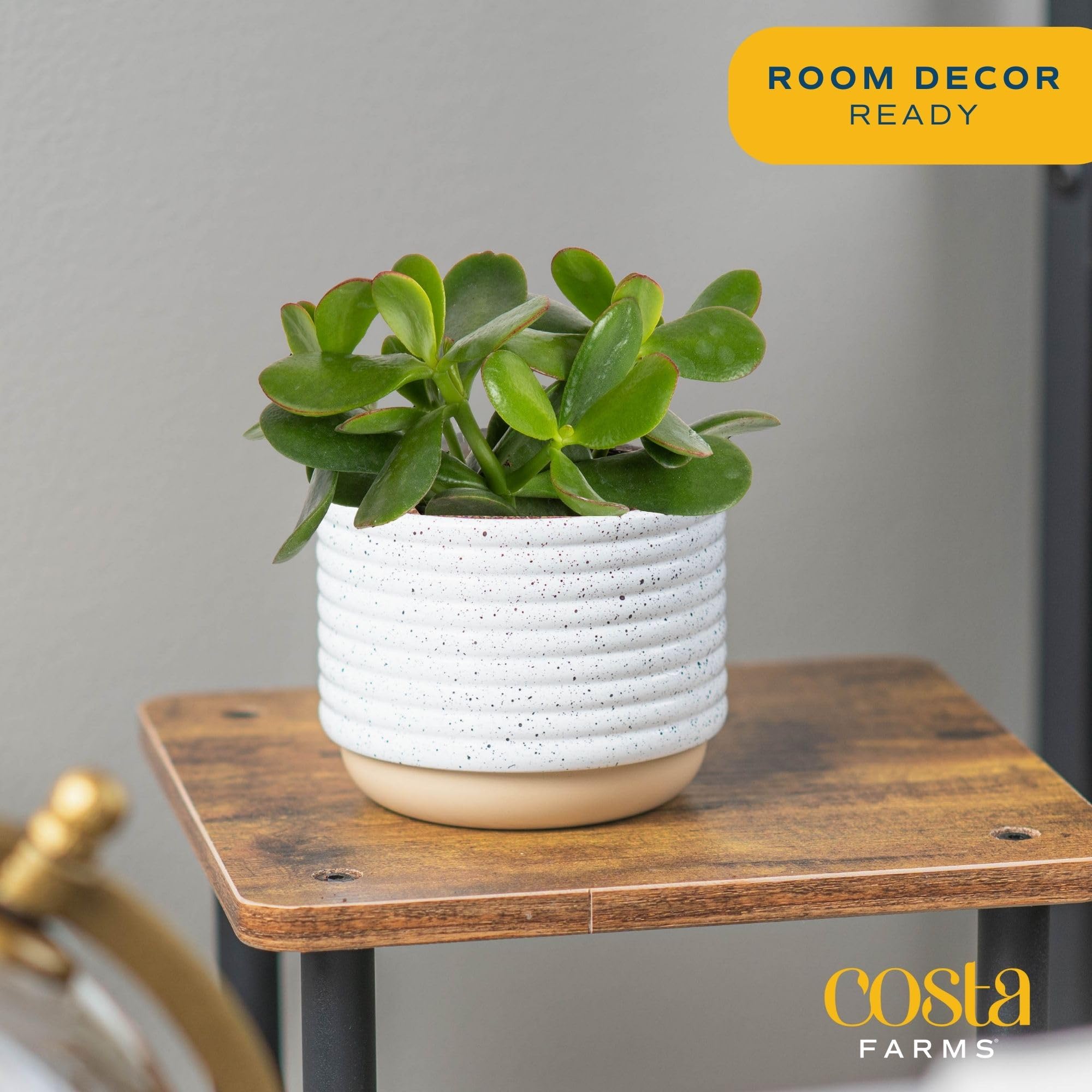 Costa Farms Live Jade Succulent Plant in Modern Decor Planter with Soil - 6 Inch Indoor Houseplant for Home, Office, Gift | Perfect for Desk Decor, Housewarming, Birthday Presents & Home Décor