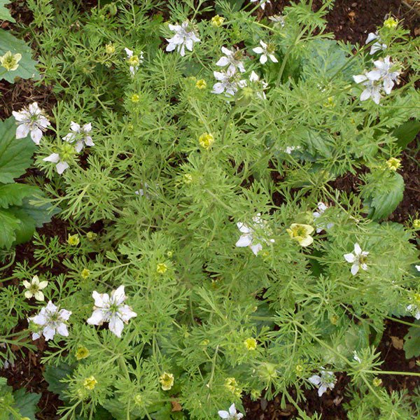 Organic Nutmeg Plant & Black Cumin Seeds (Nigella Sativa) - Premium Spices for Cooking, Baking & Herbal Remedies | Perfect for Indian Cuisine, Tea & Natural Wellness