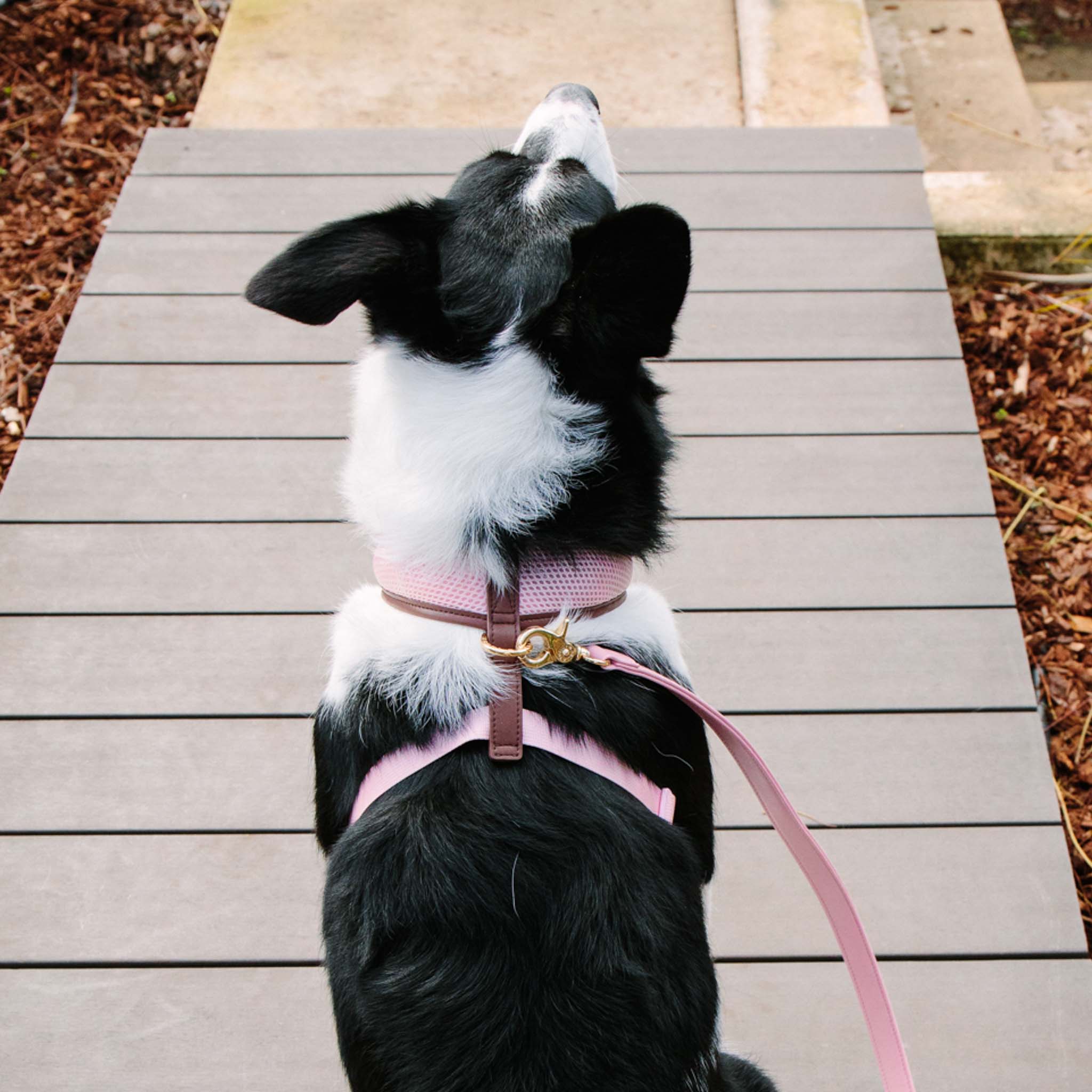 Blush Pink Dog Harness with Dark Brown Trim - Adjustable Soft Pet Vest for Small Medium Dogs - Perfect for Walking, Training & Outdoor Adventures