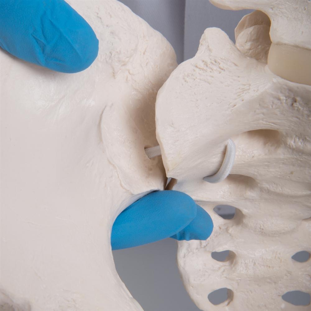 Flexible Female Pelvis Model with Femur Heads - Anatomical Study, Medical Training & Childbirth Education Tool