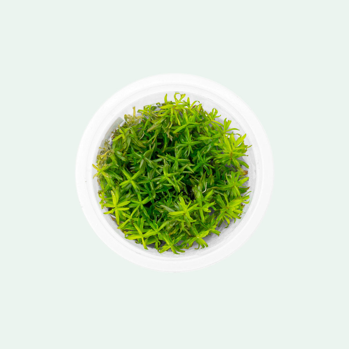 Didiplis Diandra Aquatic Plant for Freshwater Aquariums - Perfect for Fish Tanks, Aquascaping & Planted Aquariums
