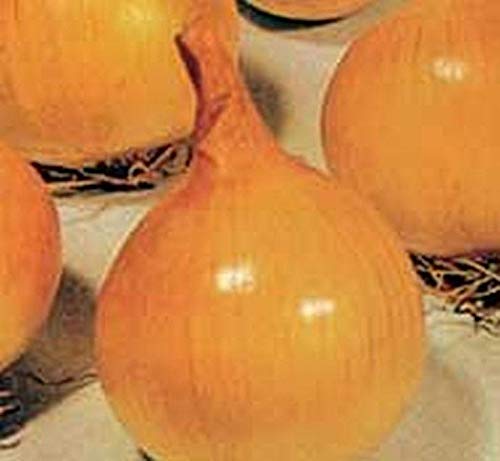 Dorata di Parma Golden Onion Seeds (50 Count) - Authentic Italian Heirloom Vegetable Seeds for Home Gardening - Perfect for Soups, Salads, and Italian Cuisine