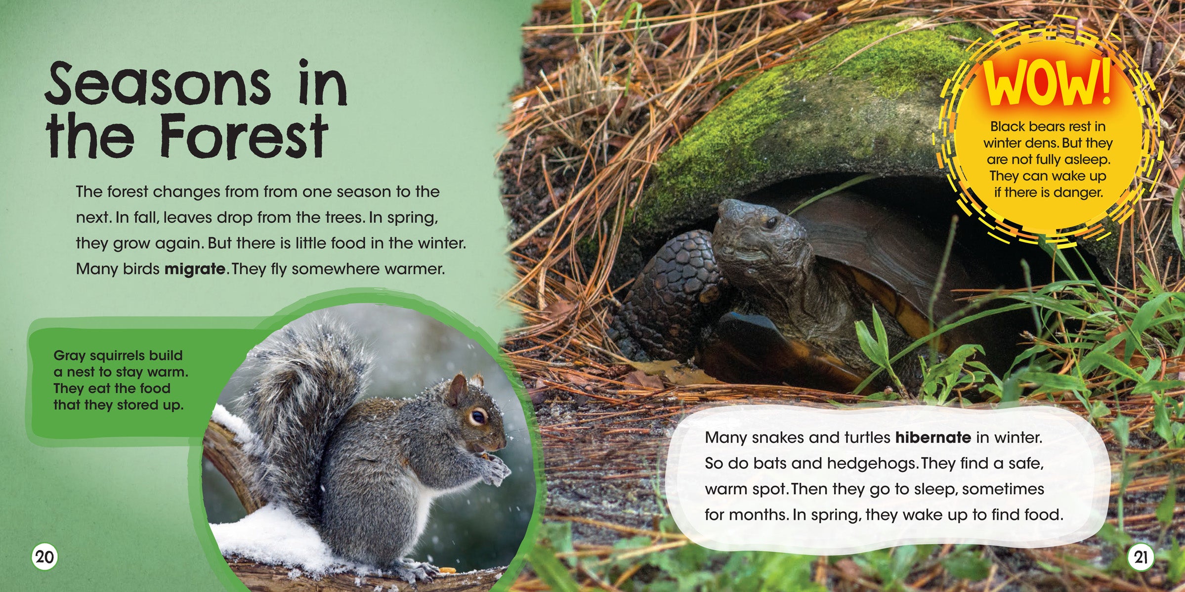 Temperate Forest Ecosystem Guide - Explore Flora, Fauna & Climate - Perfect for Nature Enthusiasts & Educational Use