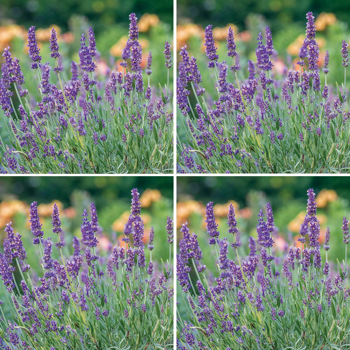 Burpee Forever Blue Lavender Plants (Lavandula Augustifolia) - Set of 4 in 4 Inch Pots | Fragrant Perennial for Garden Borders, Aromatherapy & Home Decor