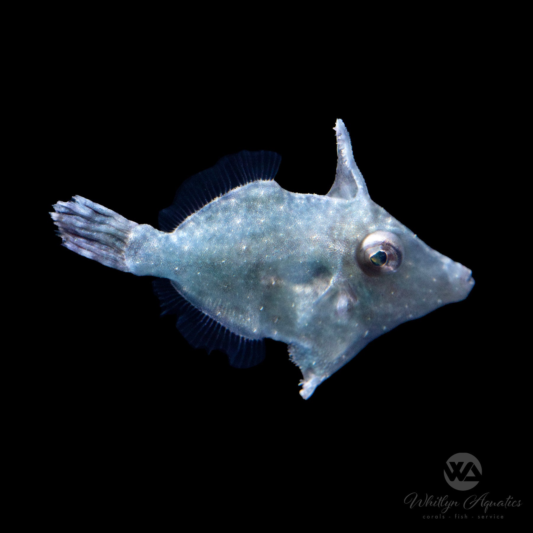 **Aiptasia Eating Filefish (Acreichthys Tomentosus) – Natural Saltwater Aquarium Pest Control for Coral Tanks**