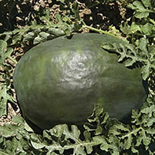 Black Diamond Watermelon Seeds - Giant 50+ lb Fruits | Premium Garden Seeds for Home Growing | Perfect for Summer BBQs & Farmer's Markets