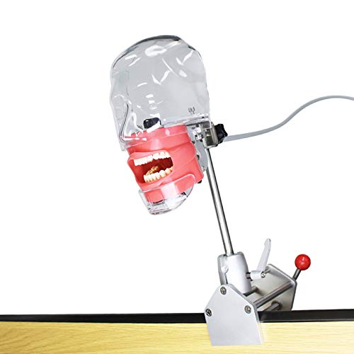 Dental Teaching Head Model - Plastic Educational Teeth Manikin for Dental Students & Professionals | Perfect for Classroom, Lab & Clinical Training