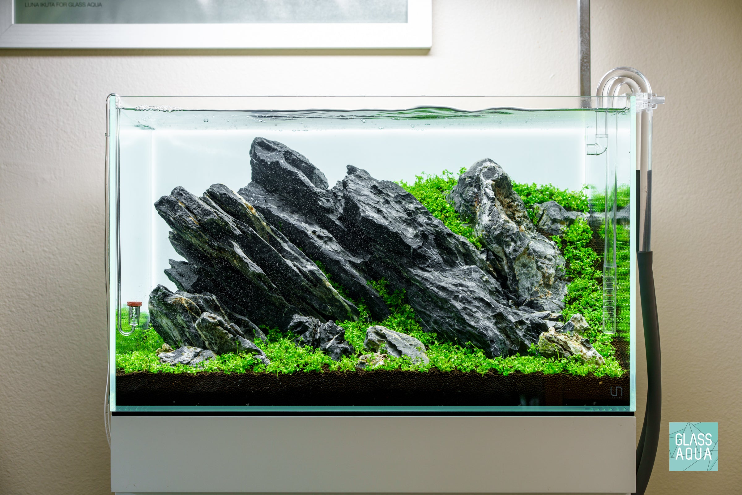Micranthemum 'Monte Carlo' Aquatic Plant for Freshwater Aquariums - Perfect for Carpeting, Foreground Planting & Nano Tanks