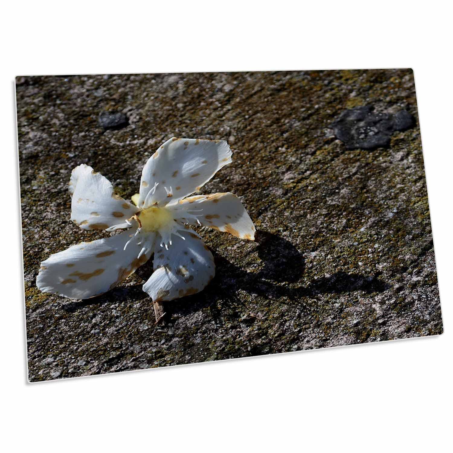 3D Rose Spotted Dying Flower on Rock Desk Pad Place Mats Set of 4 - Non-Slip Table Mat for Dining, Office, Kitchen | Waterproof & Heat Resistant | Home Decor & Party Supplies (dpd-294183-1)
