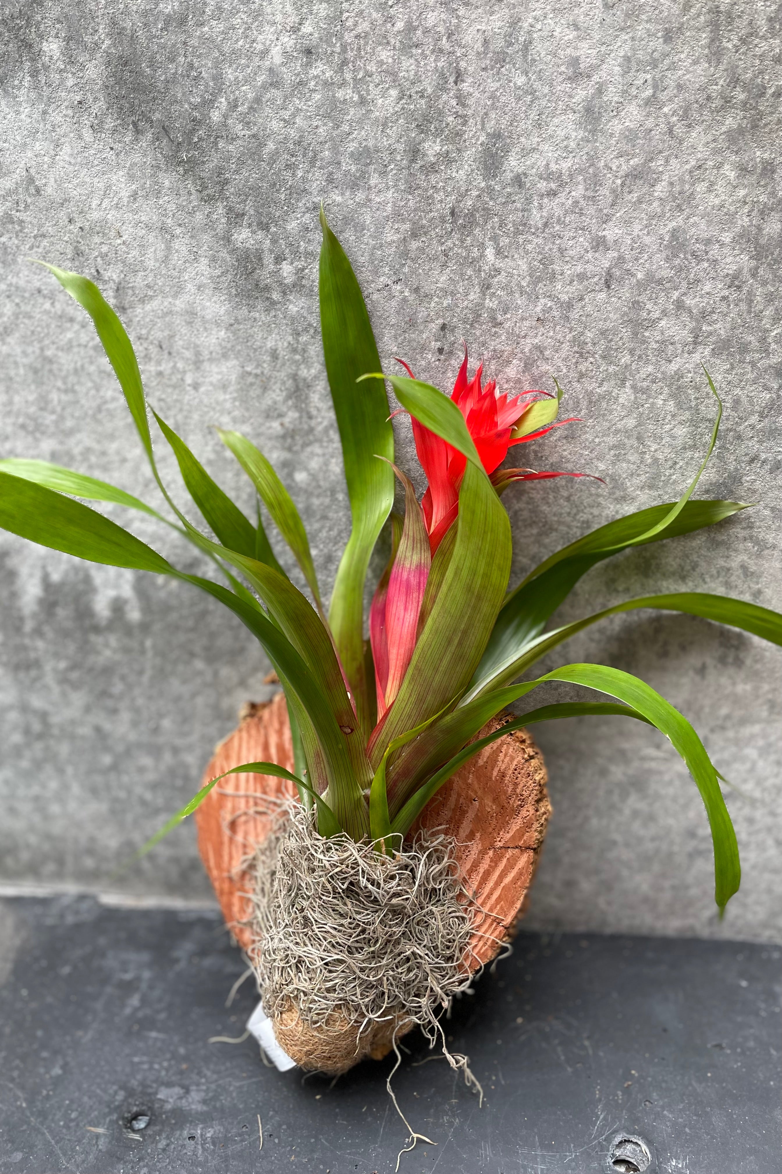 Bromeliad Guzmania Mounted on Plaque - Stunning Live Air Plant for Home & Office Decor - Perfect for Wall Art, Gifts, and Tropical Plant Lovers