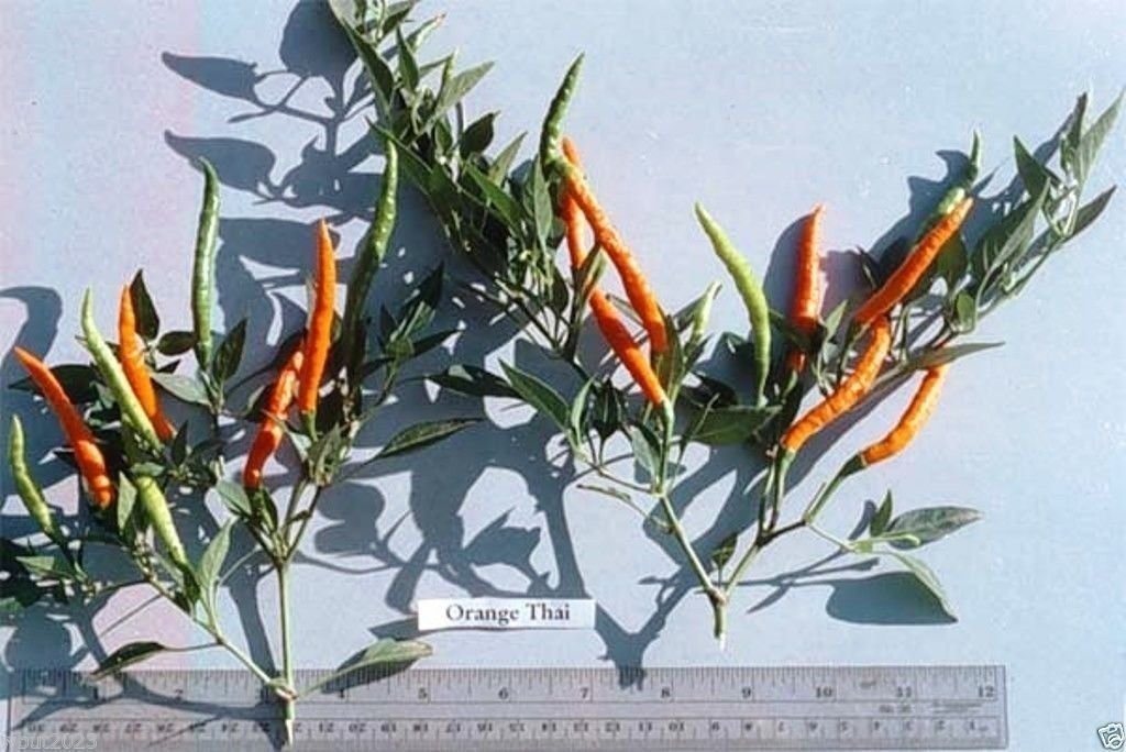 Rare Orange Thai Chili Pepper Seeds (Capsicum annuum) - 50 Count - Exotic Hot Pepper for Cooking, Sauces, and Home Gardening