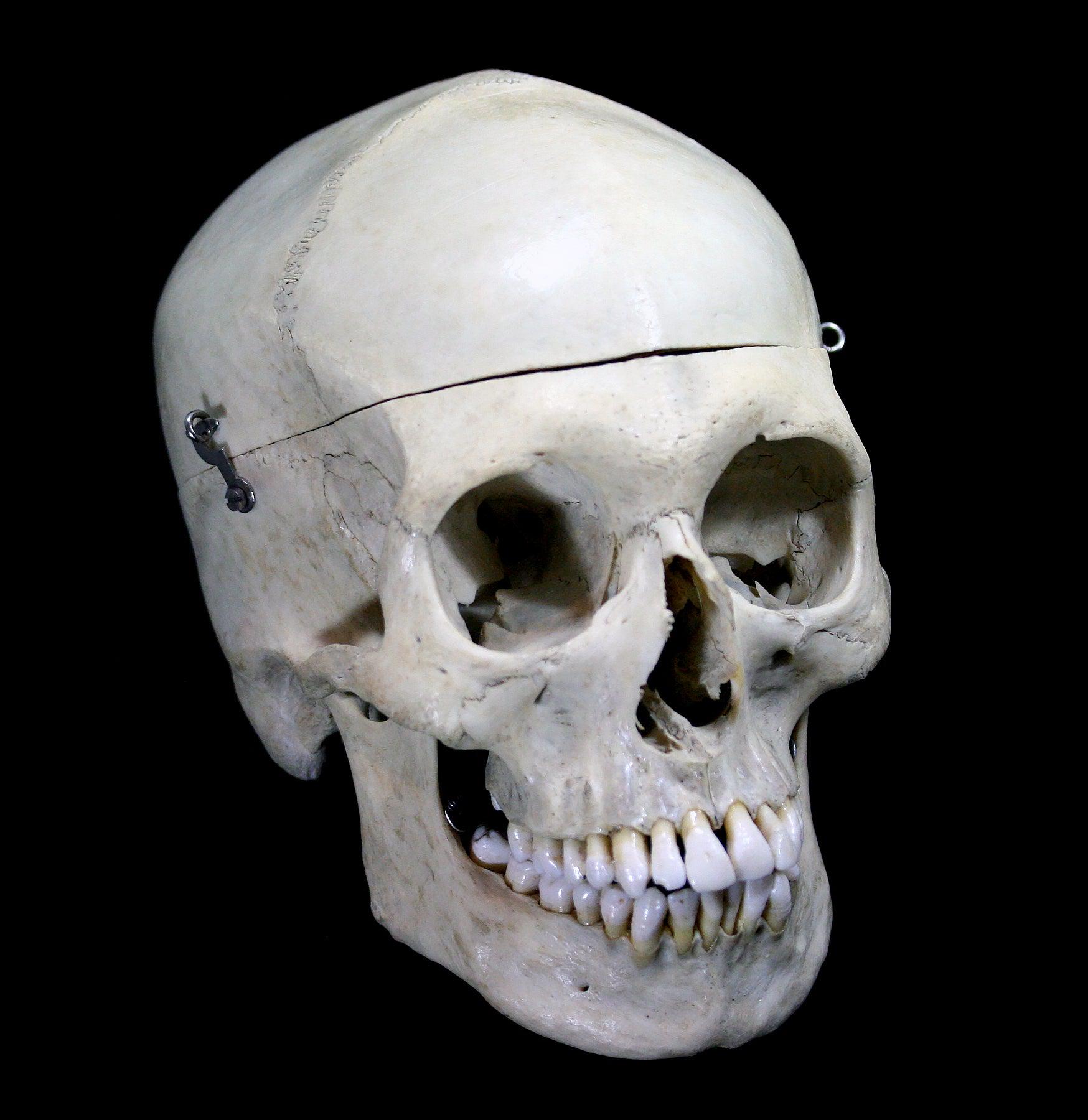 Realistic Male Human Skull Replica - Perfect for Halloween Decor, Medical Study & Anatomy Education - Durable & Lifelike Design for Home, Classroom & Office Display