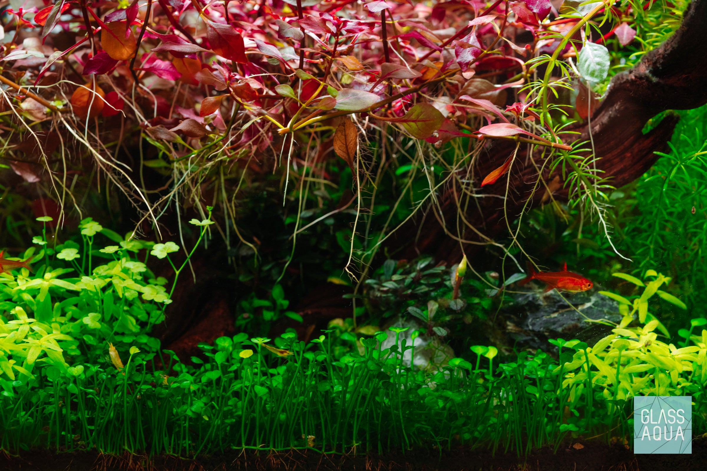 Marsilea Crenata Aquatic Plant - Live Freshwater Carpet Plant for Aquariums & Terrariums | Perfect for Aquascaping, Shrimp Tanks & Nano Tanks