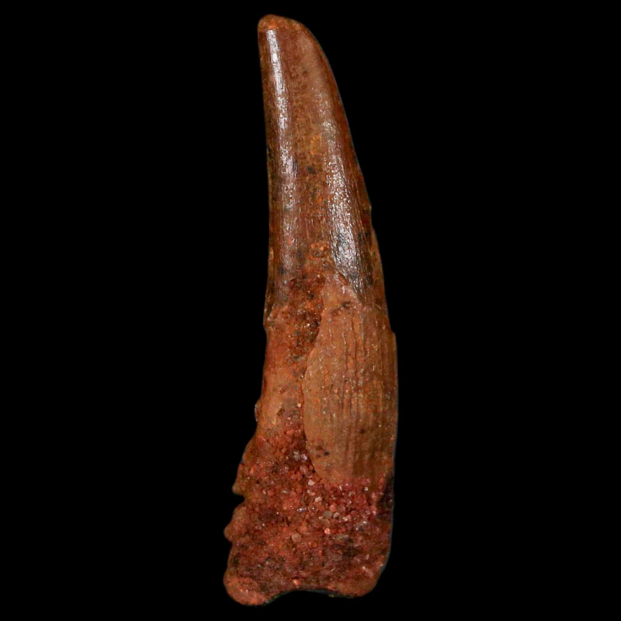 Authentic Pterosaur Coloborhynchus Fossil Tooth - Upper Cretaceous Era - Morocco Origin with COA - Rare Collectible Display Piece for Paleontology Enthusiasts & Home Decor