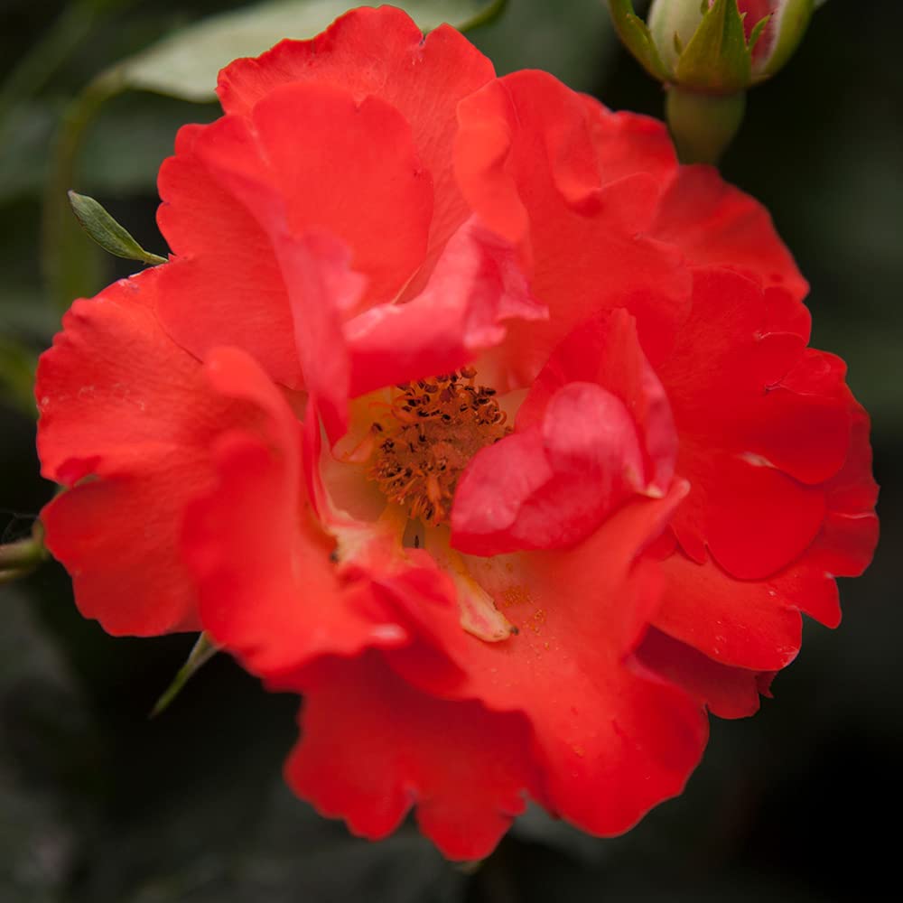 Disco Dancer® Orange Rose Bush - Heirloom Roses Live Shrub Plant for Outdoor Garden Planting | Perfect for Landscaping, Flower Beds & Backyard Decor