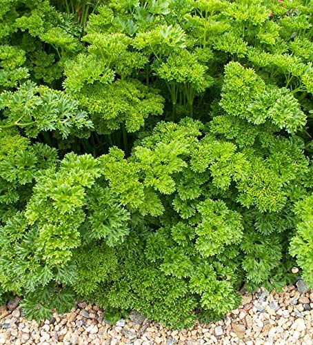 Parsley Triple Moss Curled Seeds - 275 Count | 1/2 Gram for Microgreens & Farming | Fresh Herb Gardening, Salad Garnish, Culinary Use