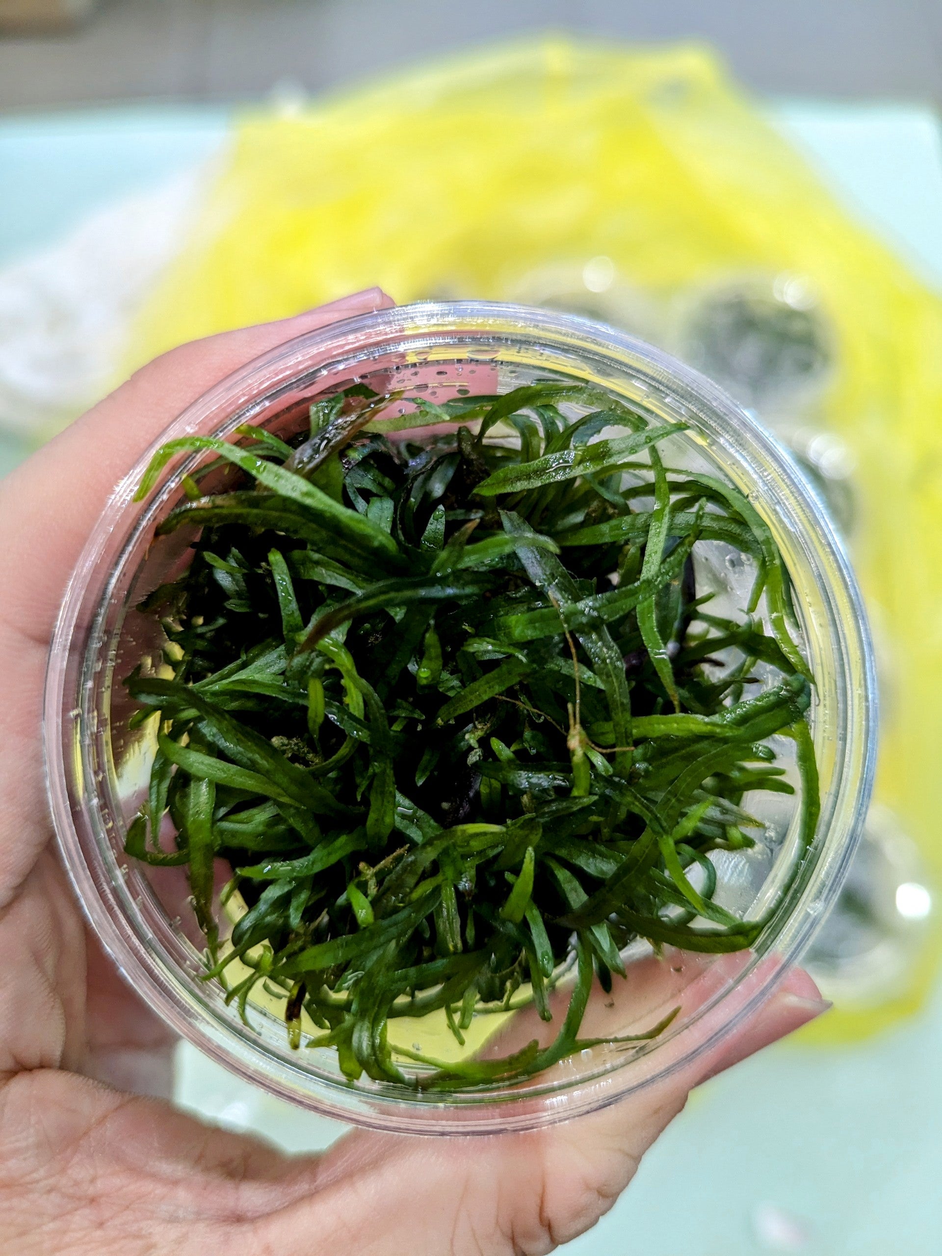 TCulture Microsorum Pteropus Narrow Leaf Red Aquatic Plant (TC Cup) - Perfect for Aquascaping, Fish Tanks & Freshwater Aquariums