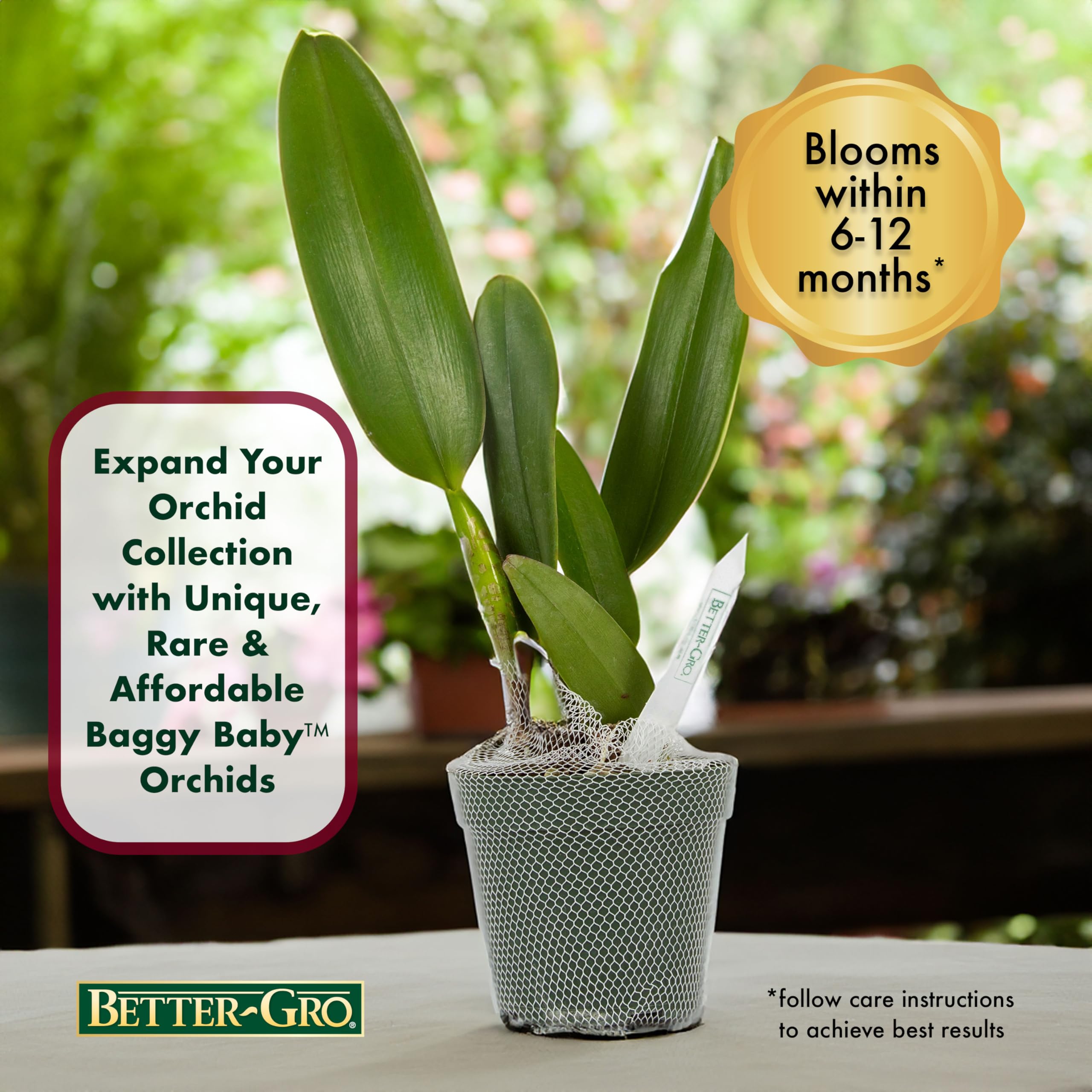 Better-Gro Cattleya Hybrid Orchid 4