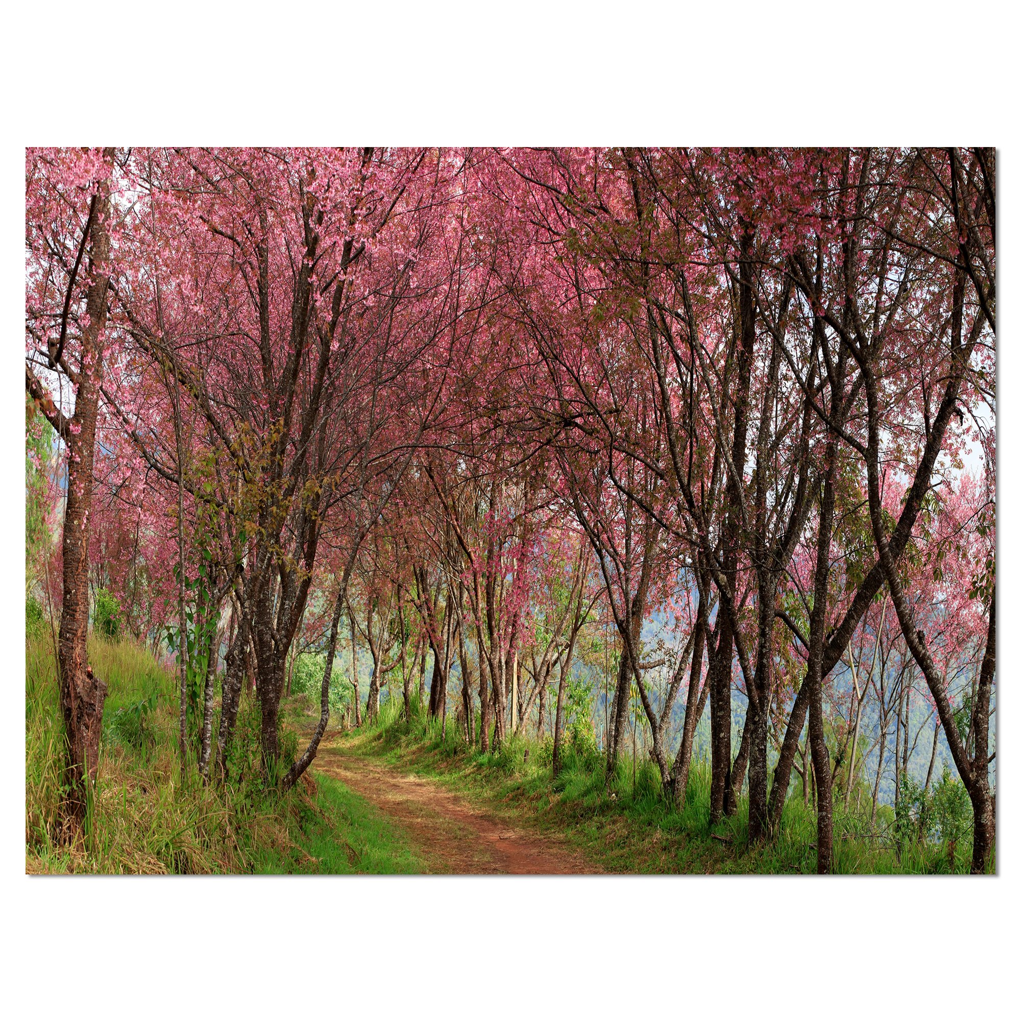 Stunning Sakura Pink Cherry Blossom Flowers Thailand Landscape Canvas Wall Art Print - Perfect for Living Room, Bedroom & Office Decor
