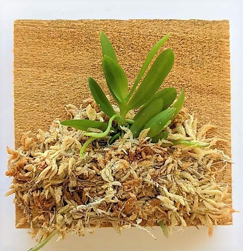 BLOOMIFY Mounted Miniature Orchid - Haraella Retrocalla - Long Fiber Sphagnum Moss Wrapped - 3 Inch Mount - Perfect for Terrariums, Office Decor & Gift Giving