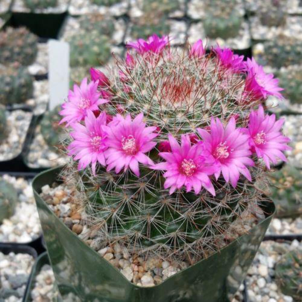 Live Mammillaria Zeilmanniana Cactus Plant - Rare Desert Succulent for Home & Office Decor, Drought-Tolerant Indoor Gardening | Perfect for Windowsills, Terrariums, and Zen Gardens