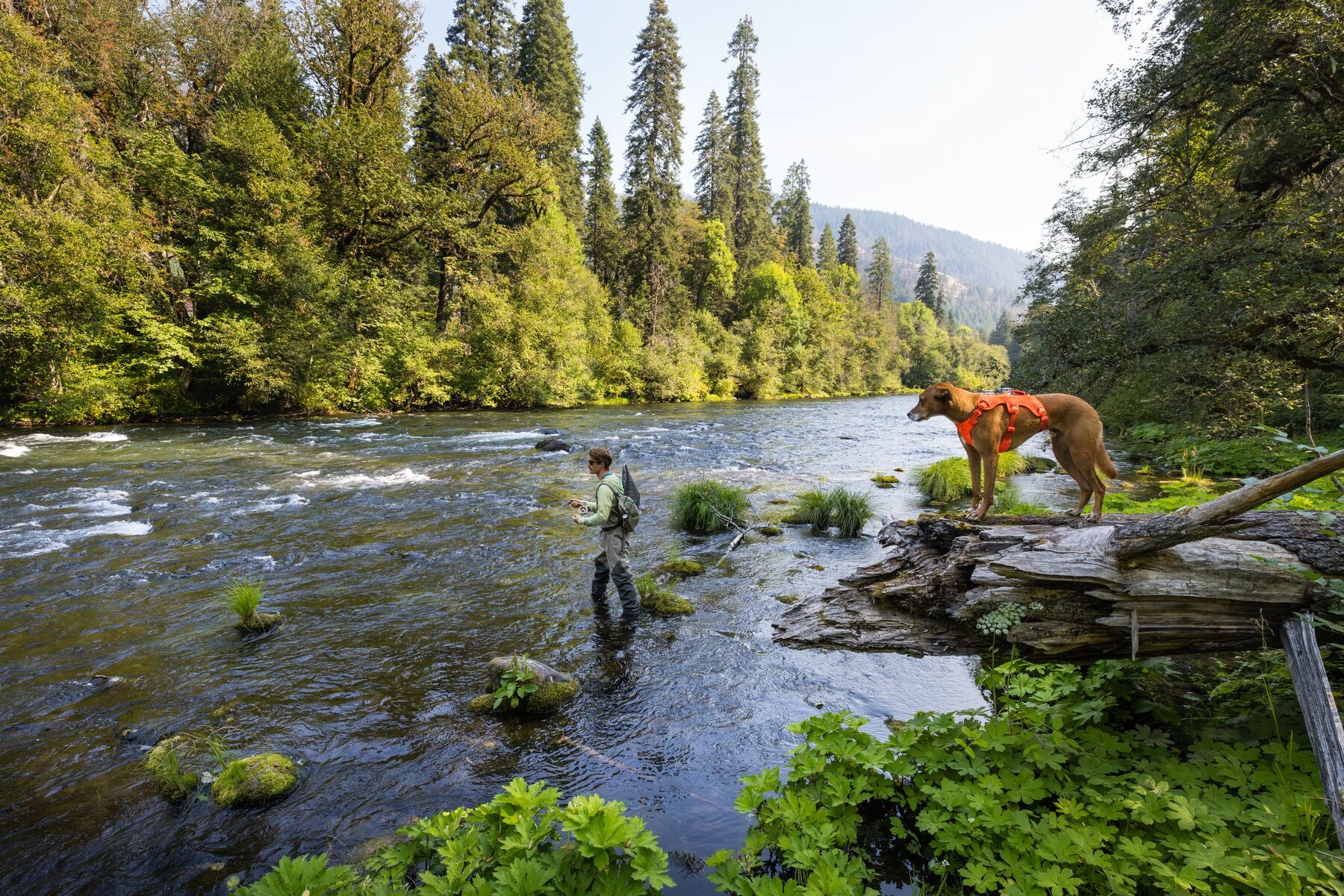 Ruffwear® Web Master™ Multi-Use Harness with Handle & Anti-Pull System - Blaze Orange - Perfect for Hiking, Running & Outdoor Adventures with Your Dog