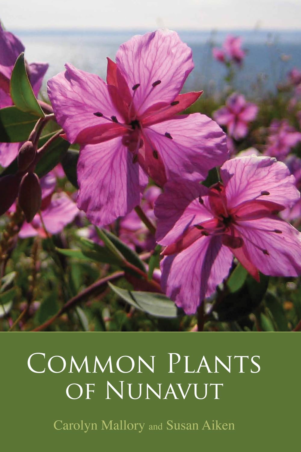 Common Plants of Nunavut - Illustrated Field Guide for Arctic Flora Identification | Perfect for Hikers, Botanists & Nature Enthusiasts in Northern Canada
