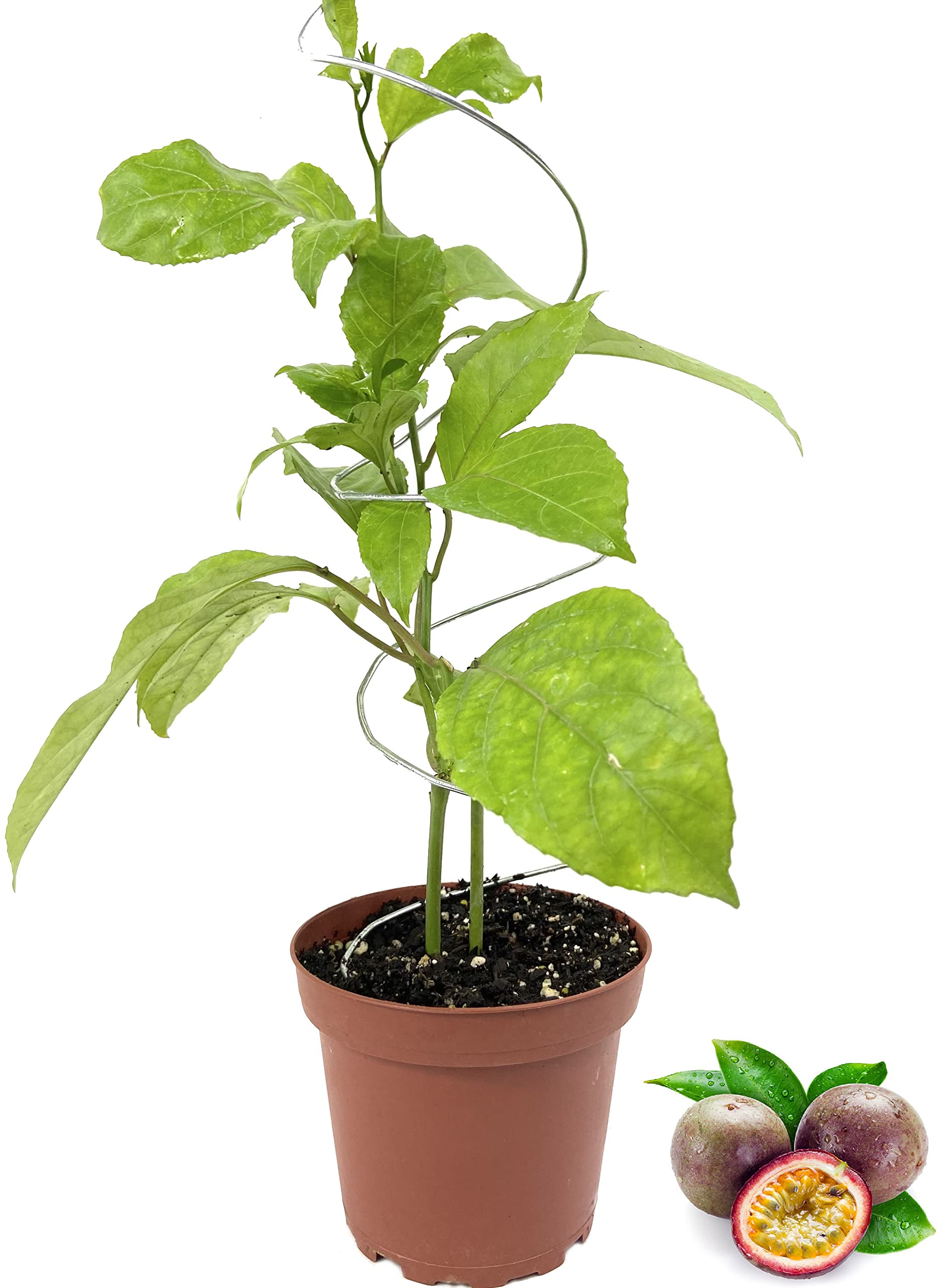Passion Fruit Plant - 10 Live Plants in 4 Inch Growers Pots - Edible Fruit Bearing Vine for Patio, Garden & Backyard - Perfect for Home Gardening, Landscaping & Fresh Fruit Harvesting
