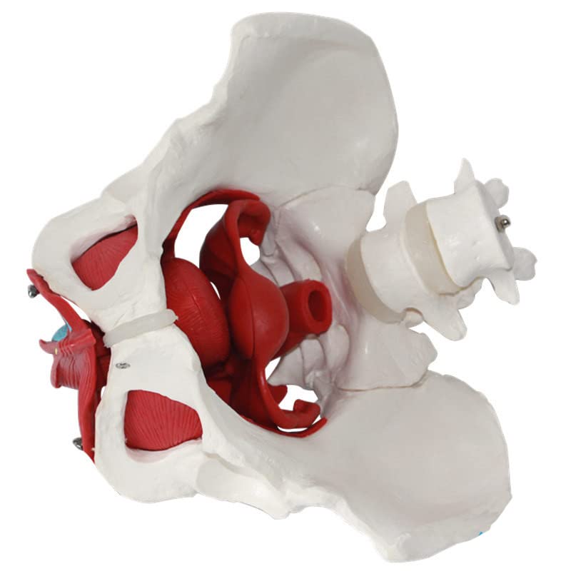 Female Pelvic Floor Muscle Model with Removable Uterus & Ovaries - Anatomical Teaching Tool for Medical Education, Physical Therapy Training, and Women's Health Studies
