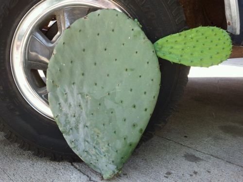 Opuntia Ficus Indica Monster Cactus Pad Nopal Castilla - Fruit Producing Prickly Pear Cactus for Home Garden & Landscaping | Perfect for Desert Gardens, Xeriscaping, and Edible Fruit Production