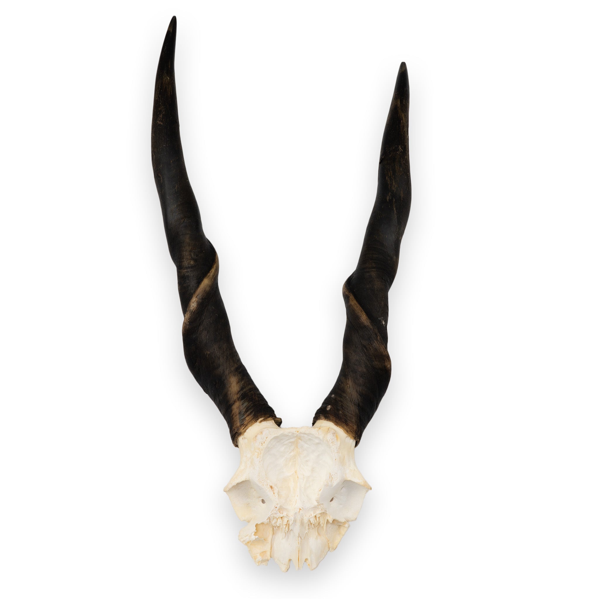 Real Eland Skull Plate - Authentic African Taxidermy Decor for Hunting Lodge, Cabin & Man Cave - Unique Wall Mount Trophy for Rustic Home Decor