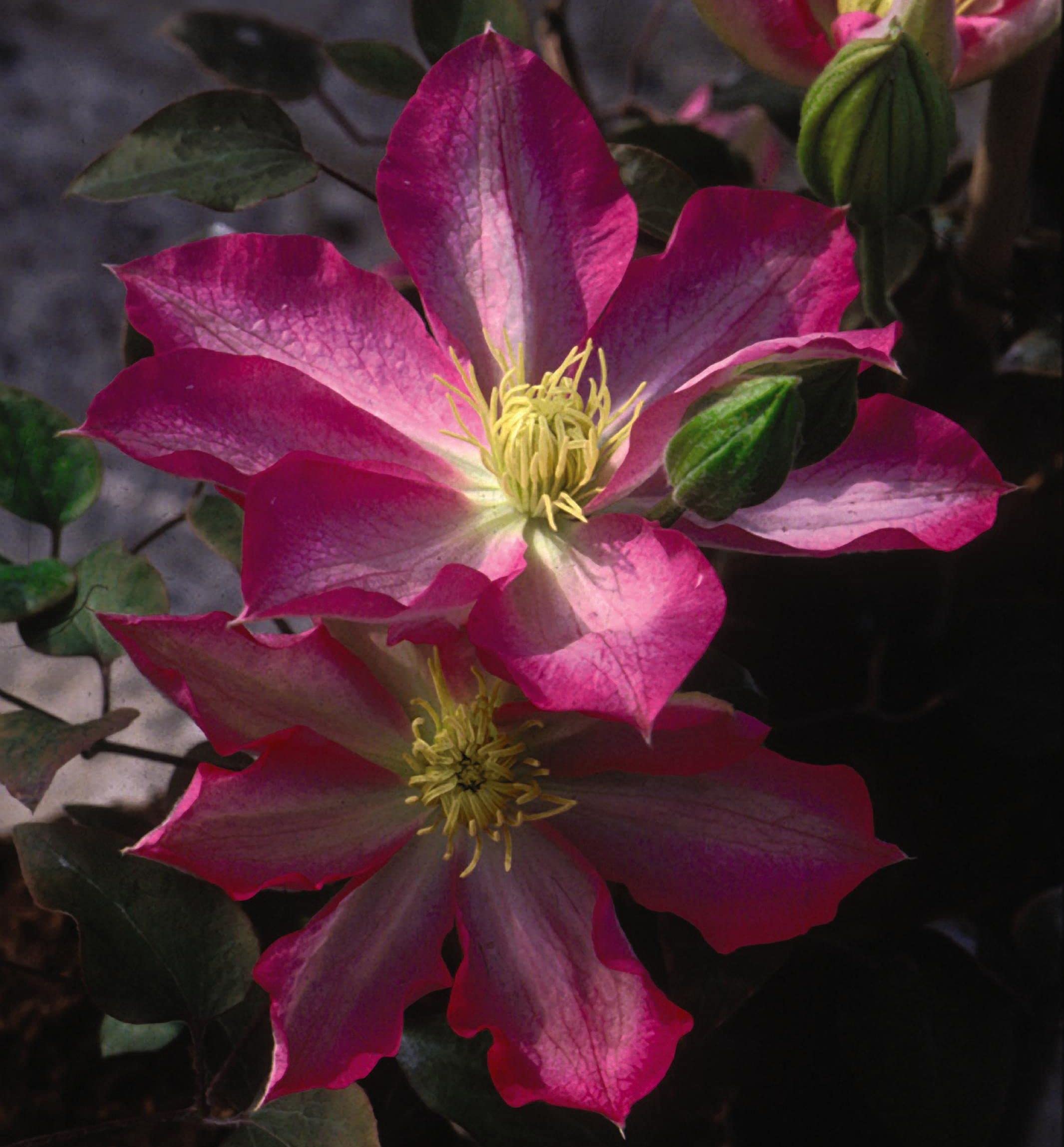 Asao Clematis - 5 Live Plants in 4 Inch Pots - Clematis 'Asao' Starter Plants with Bold Pink Flowers - Perfect for Garden Trellises, Fences, and Outdoor Landscaping