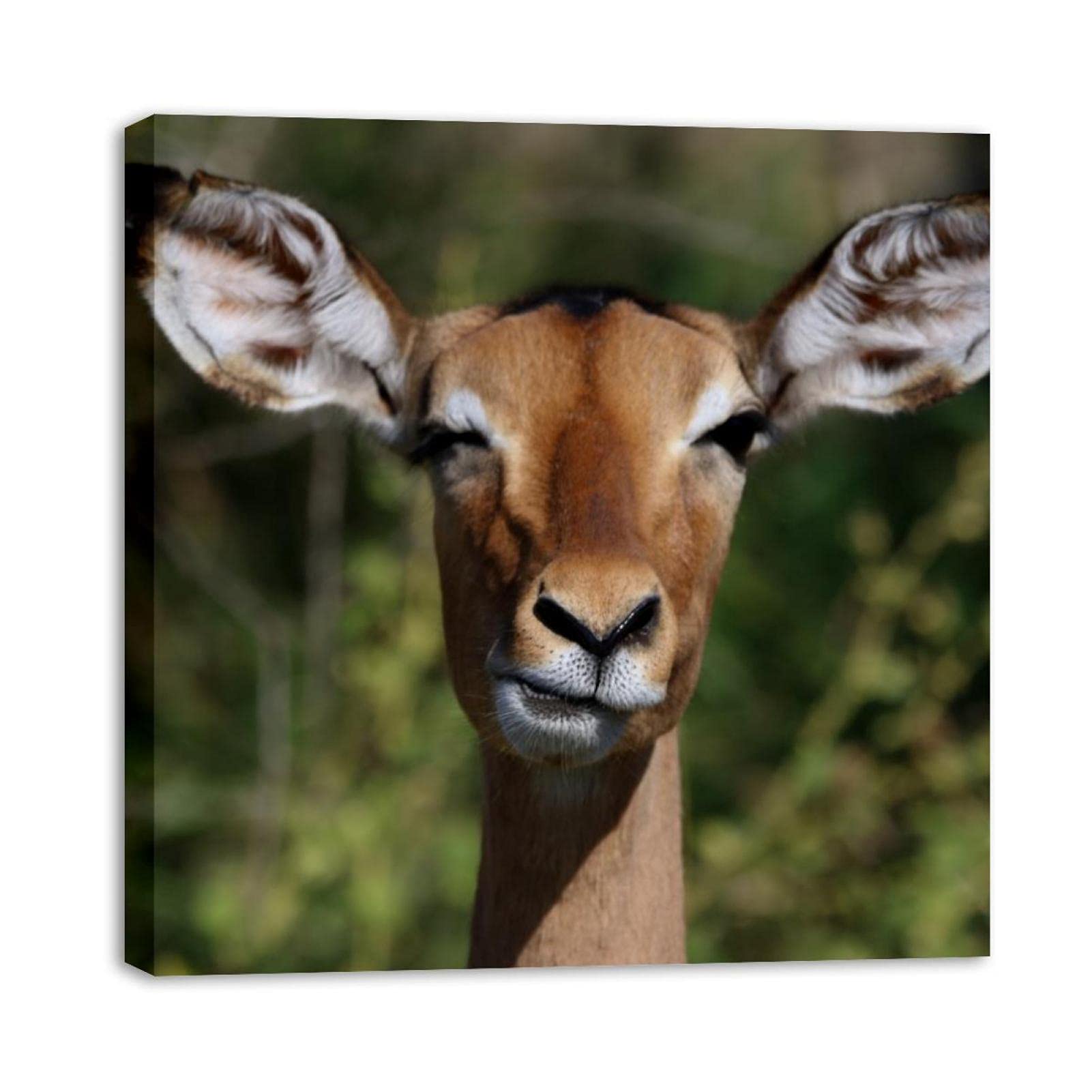 Funny Deer Canvas Wall Art - Framed Animal Oil Painting Poster for Living Room, Bedroom, Bathroom & Office Decor | Perfect for Home, Gifts & Wall Decoration