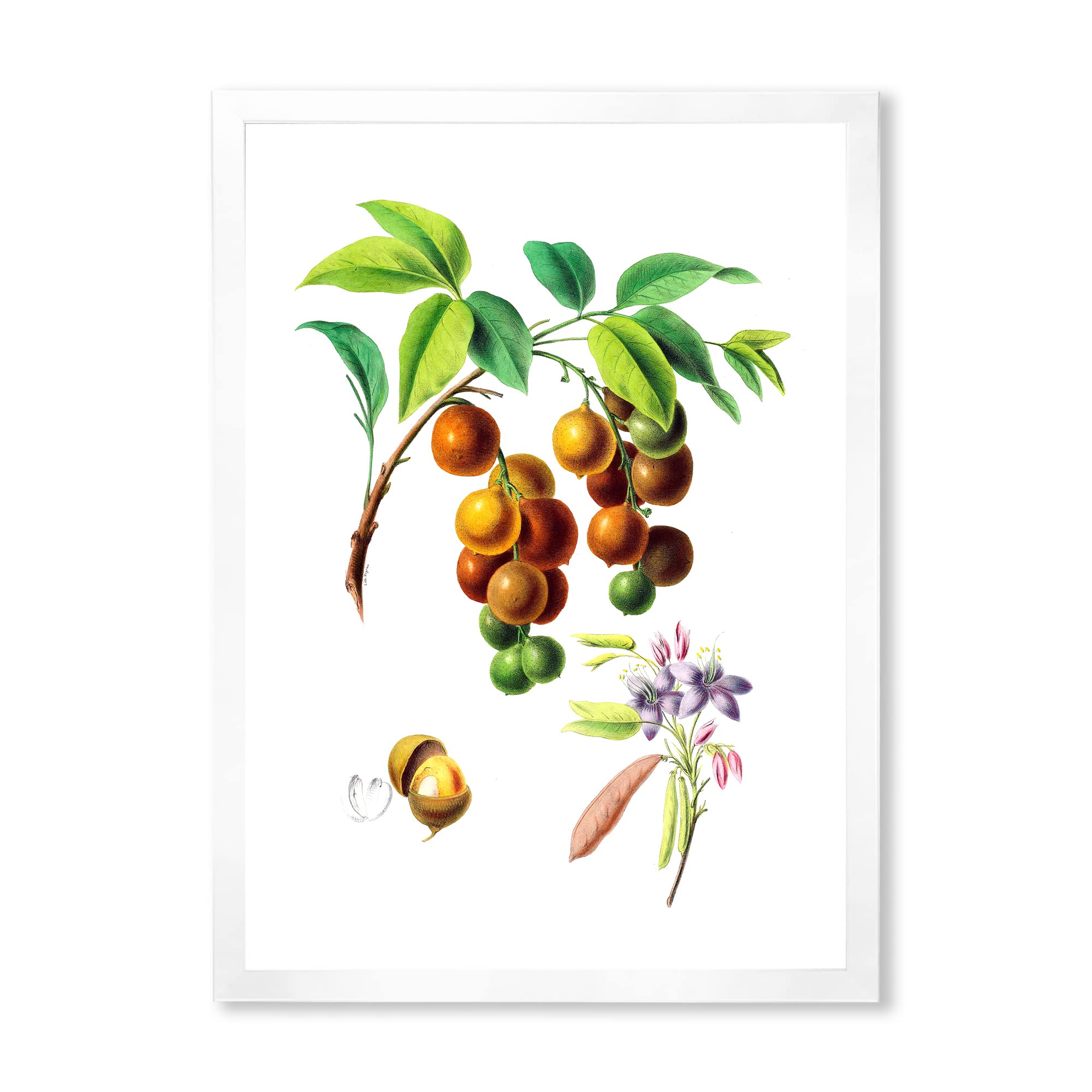 Vintage Fruits III Framed Wall Art - Farmhouse Decor for Kitchen, Dining Room & Living Room - Rustic Fruit Painting Print for Home & Office