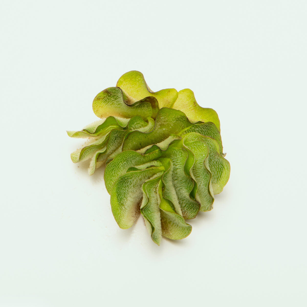 Salvinia Natans Floating Aquatic Plant for Ponds & Aquariums | Live Water Spangles for Natural Filtration & Fish Habitat