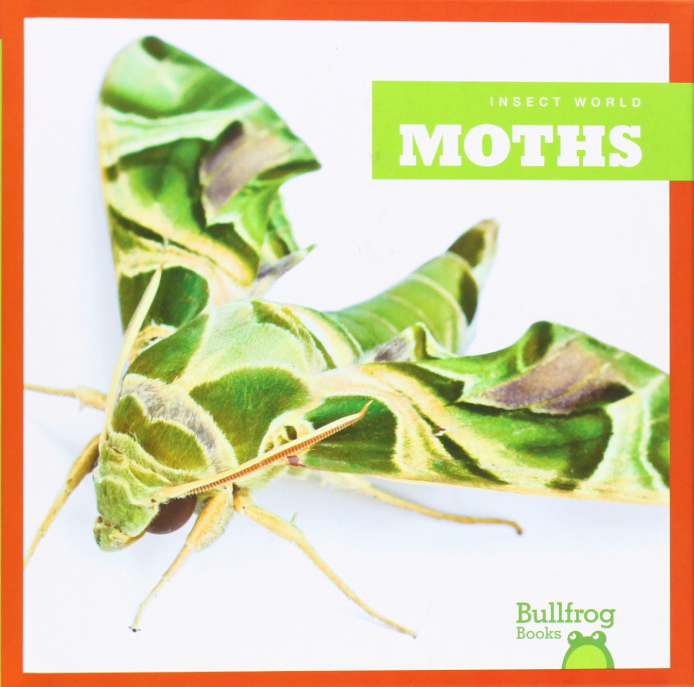 Moths - Bullfrog Books: Insect World | Educational Kids Book About Moths | Perfect for Classroom Learning & Nature Exploration