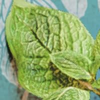 Peppermint