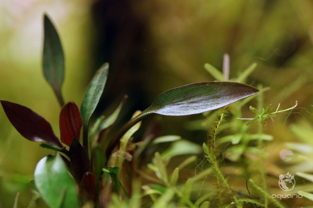 Dennerle Cryptocoryne Lutea Hobbit Aquatic Plant - Live Aquarium Plants for Fish Tank Decorations | Perfect for Freshwater Aquascaping and Shrimp Tanks