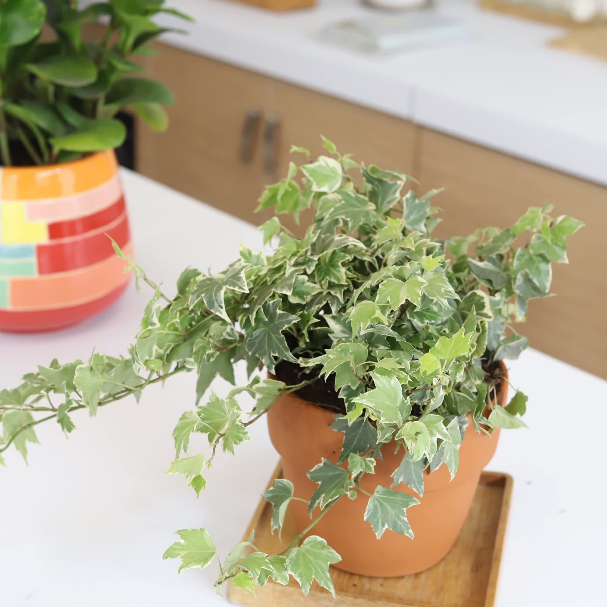 Golden English Ivy (4