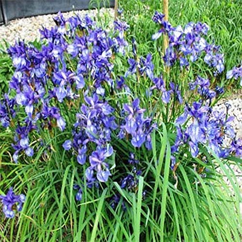 Wild Blue Iris Seeds (100 Seeds) - Vibrant Blue to Violet Blooms for Hummingbird Gardens & Landscaping