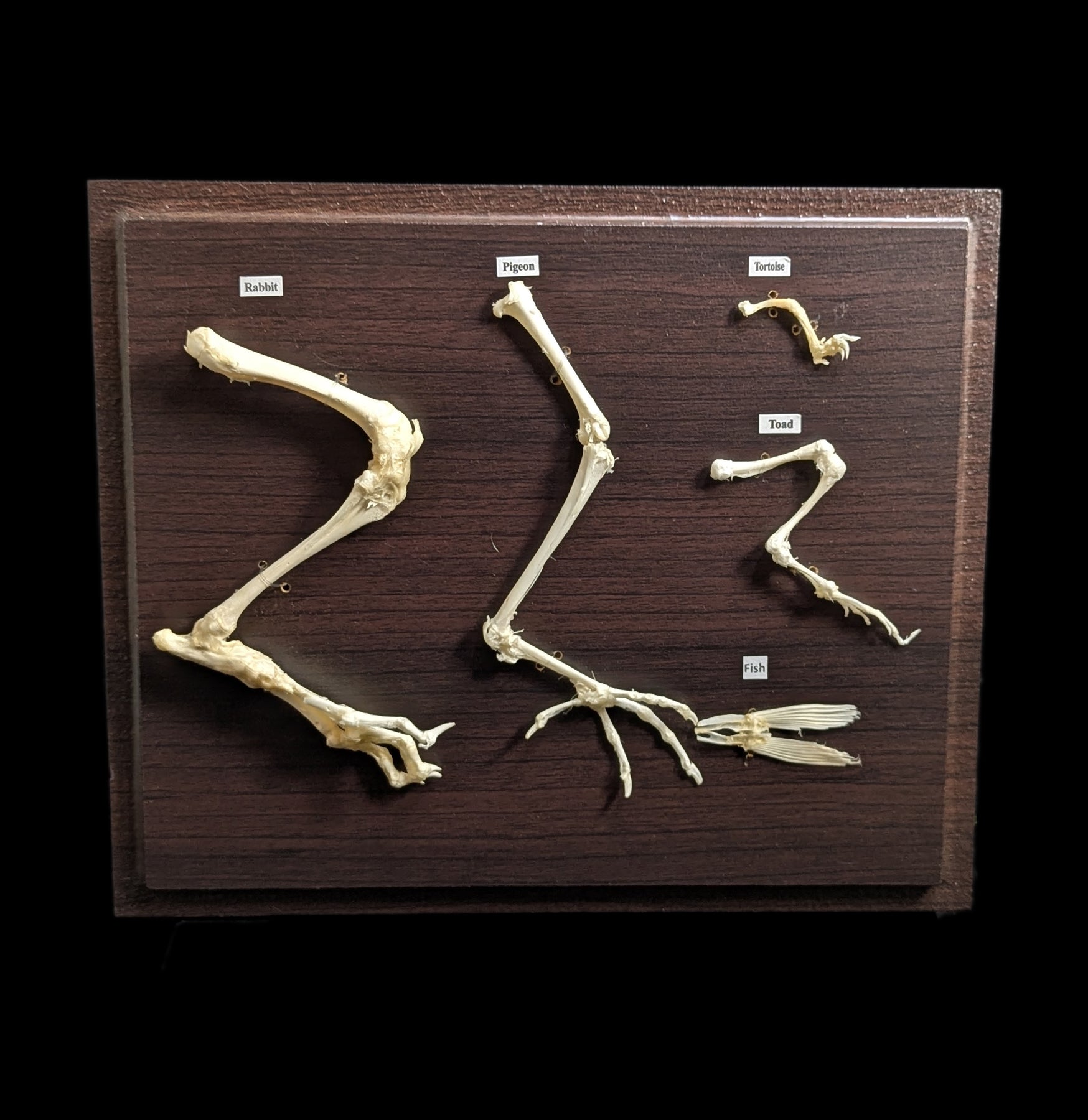 Comparative Analysis of Hind Limbs in Animals - Study Guide for Biology & Veterinary Students | Perfect for Research, Dissection Labs & Anatomy Classes