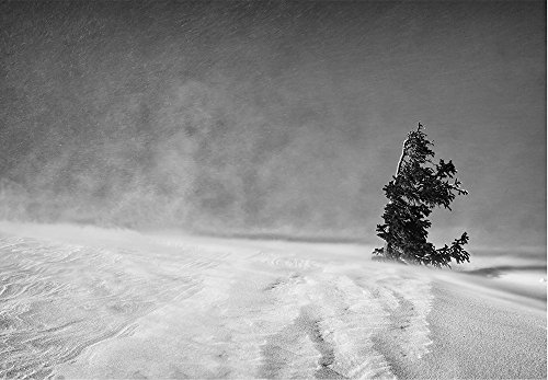Lone Tree