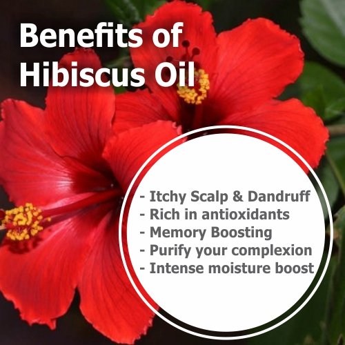 100% Pure Hibiscus Sabdariffa Essential Oil - Natural Cold Pressed Therapeutic Oil in Amber Glass Bottle (16.9 fl oz with Dropper) for Aromatherapy, Massage & Skin Care