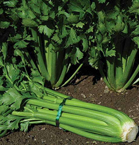 Organic Celery Seeds - Non-GMO Heirloom Tendercrisp Celery Seeds for Planting (50+ Seeds) | Perfect for Home Gardening, Culinary Use & Herb Gardens