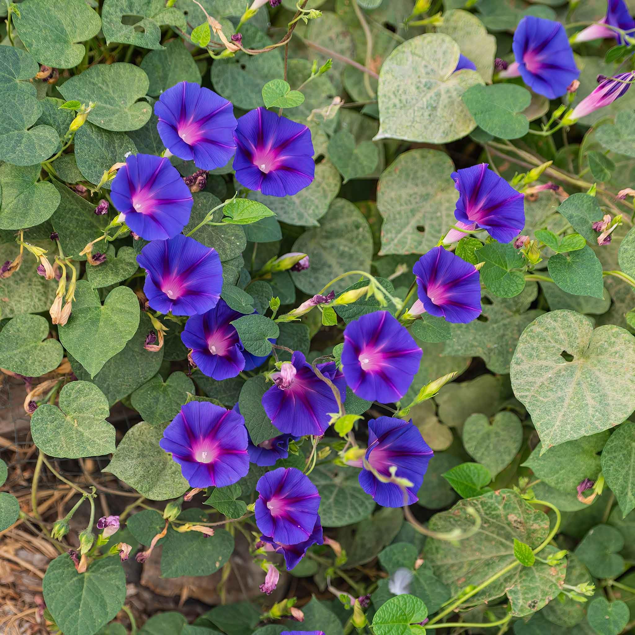 Eden Brothers Non-GMO Morning Glory Seeds - Knowlians Black Variety | Easy to Grow Low-Maintenance Flower Seeds for Spring Planting in USDA Zones 1-10 | Perfect for Garden Beds, Trellises & Container Gardening