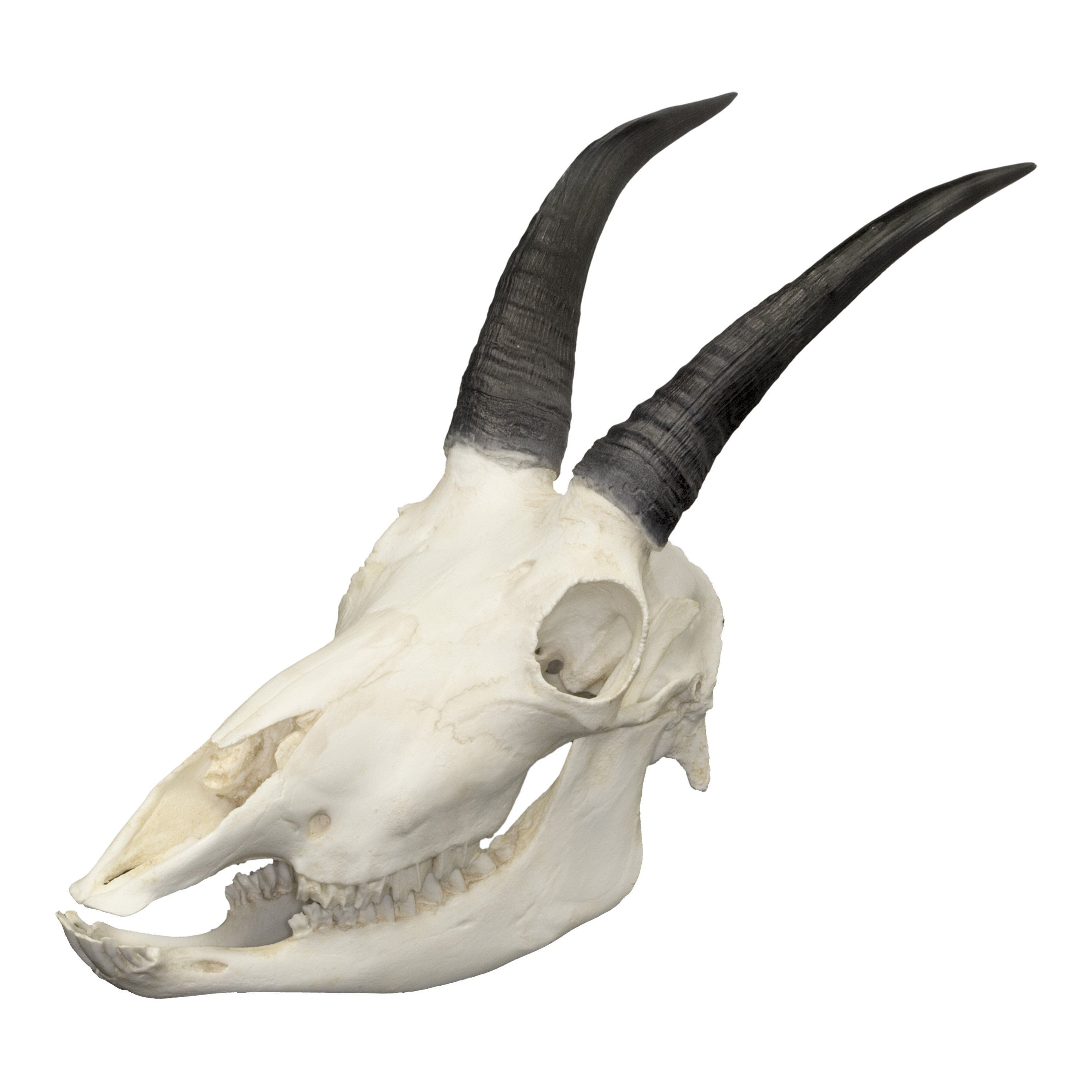 Replica Mountain Goat Skull - Realistic Taxidermy Decor for Hunting Lodge, Cabin & Western Home Decor | Halloween, Gothic & Rustic Wall Mount Display