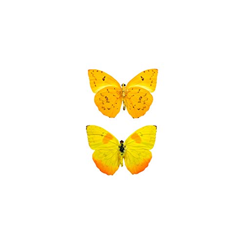 Orange Barred Sulfur Butterfly Decals - 2.25